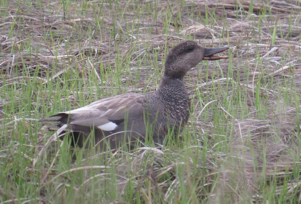Male Gadwall