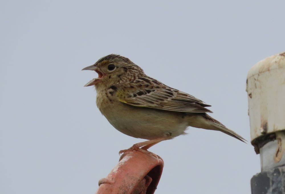 Singing Grasshopper Sparrow. Photo by Pamela Hunt.