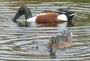 pair of Northern Shovelers