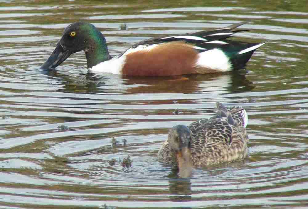 pair of Northern Shovelers