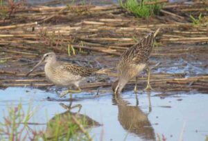 Short-billed Dowitchers. Photo by Pamela Hunt.