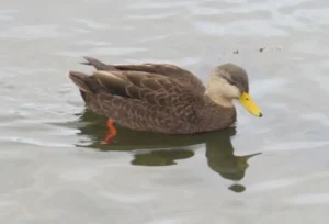 Male American Black Duck. Photo credit: Pamela Hunt,Female American Black Duck. Photo credit: Pamela Hunt,,