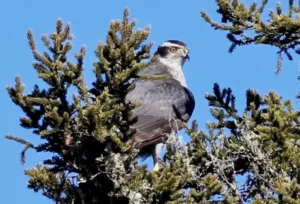 Adult Northern Goshawk. Photo credit: Lori Charron,,,