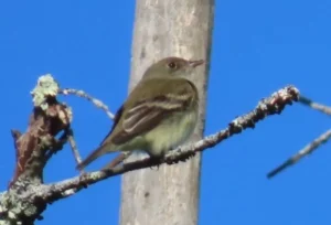 Alder Flycatcher. Photo credit: Pamela Hunt,,,