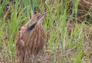 American Bittern. Photo credit: Pamela Hunt,,,