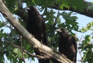 American Crow. Photo Credit: Pamela Hunt