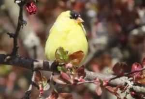 Male American Goldfinch. Photo Credit: Pamela Hunt