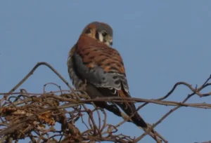 male American Kestrel. Photo credit: Pamela Hunt,Female American Kestrel. Photo credit: Pamela Hunt,,