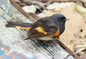 Male American Redstart. Photo Credit: Pamela Hunt