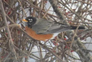 Male American Robin. Photo Credit: Pamela Hunt