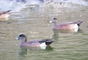 American Wigeon pair. Photo credit: Pamela Hunt,,,