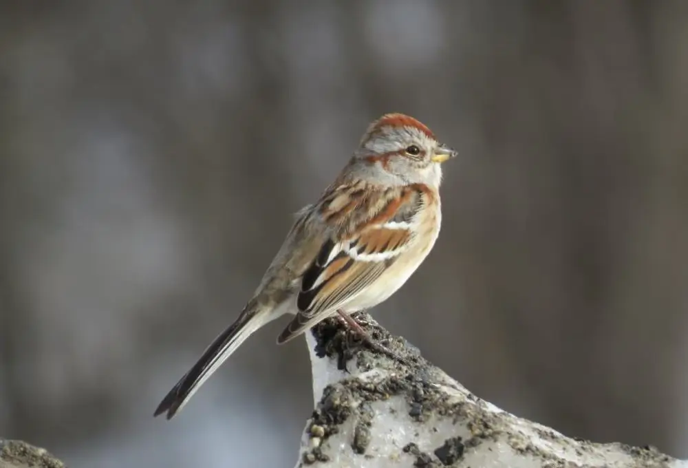 American Tree Sparrow. Photo credit: Pamela Hunt,,,