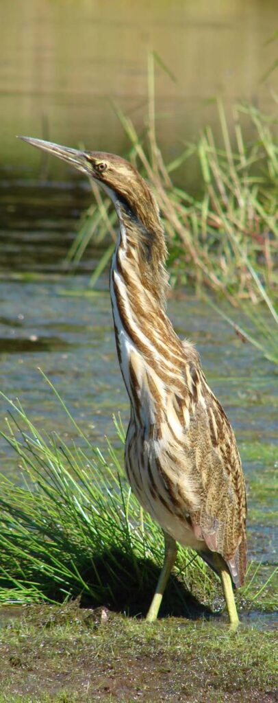 Population trends are often unknown for many secretive marsh birds like this American Bittern. Photo credit: Pam Hunt
