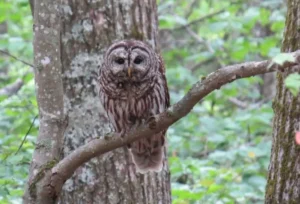 Barred Owl. Photo credit: Pamela Hunt,. Photo credit: Pamela Hunt,,