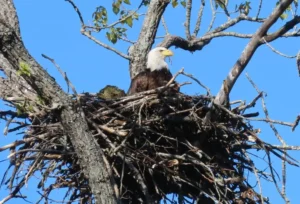 Adult Bald Eagle on nest. Photo credit: Pamela Hunt,Immature Bald Eagle. Photo credit: Pamela Hunt,Adult Bald Eagle in flight. Photo credit: Pamela Hunt,