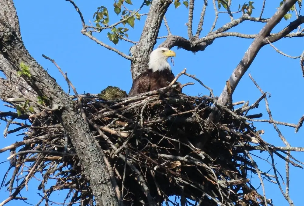 Adult Bald Eagle on nest. Photo credit: Pamela Hunt,Immature Bald Eagle. Photo credit: Pamela Hunt,Adult Bald Eagle in flight. Photo credit: Pamela Hunt,