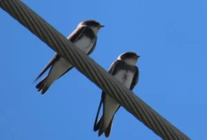 Bank Swallow. Photo Credit: Pamela Hunt