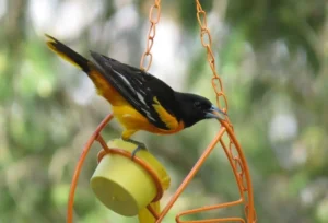 Male Baltimore Oriole. Photo Credit: Pamela Hunt