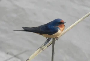 Barn Swallow. Photo credit: Pamela Hunt,Barn Swallow feeding nestlings. Photo credit: Pamela Hunt,Barn Swallow nest with eggs. Photo credit: Pamela Hunt,Barn Swallow nest with young. Photo credit: Pamela Hunt