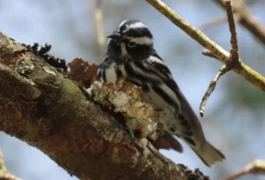 Male Black-and-white Warbler. Photo Credit: Pamela Hunt