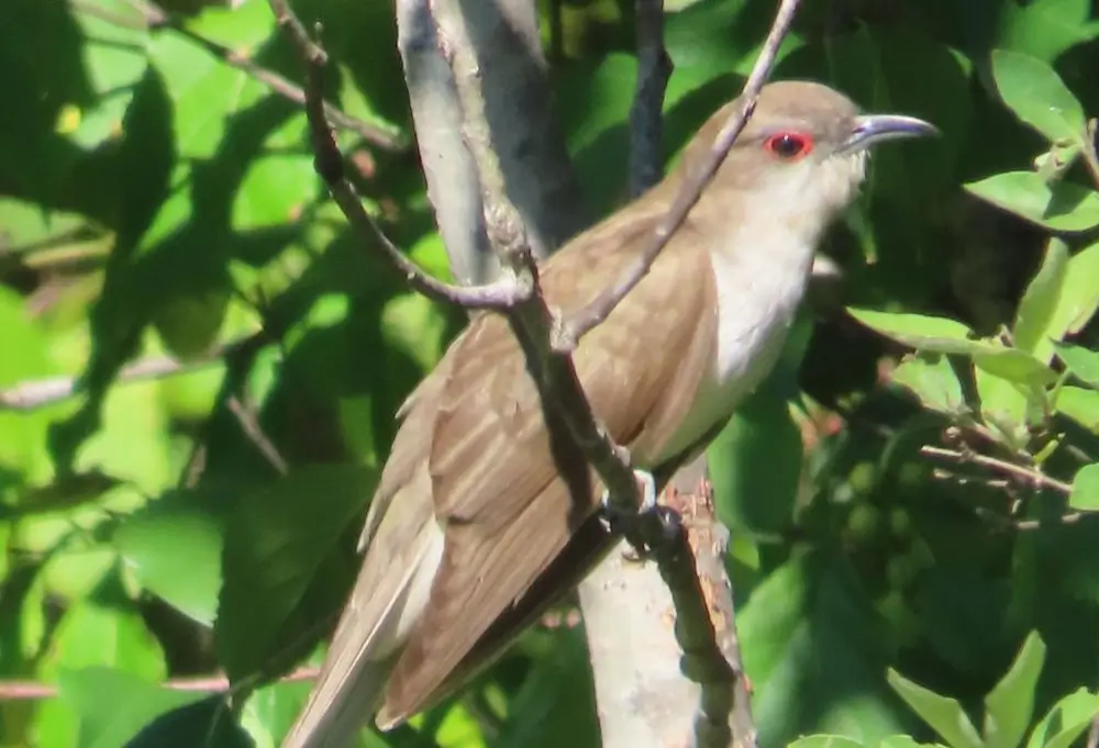 Black-billed Cuckoo. Photo credit: Pamela Hunt,,,
