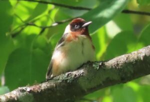 Male Bay-breasted Warbler. Photo by Pamela Hunt.