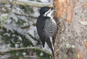 Female Black-backed Woodpecker. Photo credit: Pamela Hunt,,,