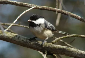 Black-capped Chickadee. Photo Credit: Pamela Hunt