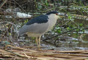 Adult Black-crowned Night-Heron. Photo Credit: Pamela Hunt