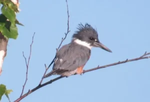 Female Belted Kingfisher. Photo credit: Pamela Hunt,Male Belted Kingfisher. Photo credit: Pamela Hunt,,