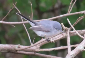 Blue-gray Gnatcatcher. Photo Credit: Pamela Hunt