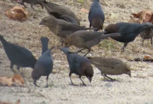 Brown-headed Cowbirds. Photo Credit: Pamela Hunt