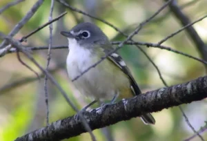 Blue-headed Vireo. Photo Credit: Pamela Hunt