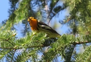 Male Blackburnian Warbler. Photo Credit: Pamela Hunt