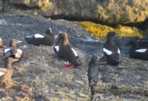 Breeding plumage Black Guillemots. Photo credit: Pamela Hunt,Winter plumage Black Guillemot. Photo credit: Pamela Hunt,,