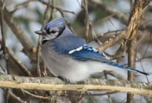 Blue Jay. Photo Credit: Pamela Hunt