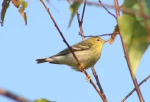 Fall Blackpoll Warbler. Photo credit: Pamela Hunt,Female Blackpoll Warbler. Photo credit: Pamela Hunt,Male Blackpoll Warbler. Photo credit: Pamela Hunt,