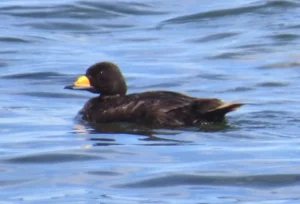 Male Black Scoter. Photo credit: Pamela Hunt,Flock of Black Scoters in the center of a pond.. Photo credit: Pamela Hunt,Female Black Scoter. Photo credit: Pamela Hunt,