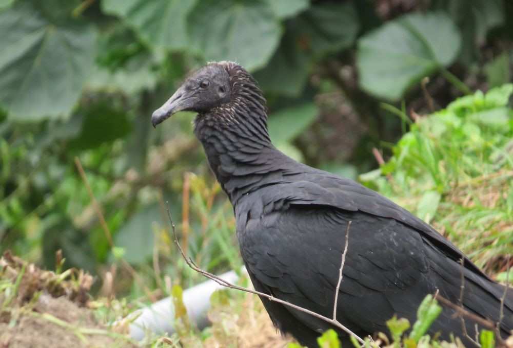 Black Vulture. Photo by Pamela Hunt.