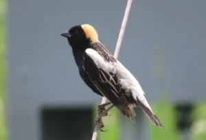 Male Bobolink. Photo credit: Pamela Hunt,Fall-plumage Bobolink. Photo credit: Pamela Hunt,Female Bobolink. Photo credit: Pamela Hunt,