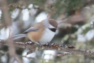 Boreal Chickadee. Photo Credit: Pamela Hunt