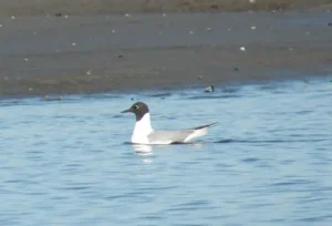 Adult Bonaparte's Gull. Photo Credit: Pamela Hunt