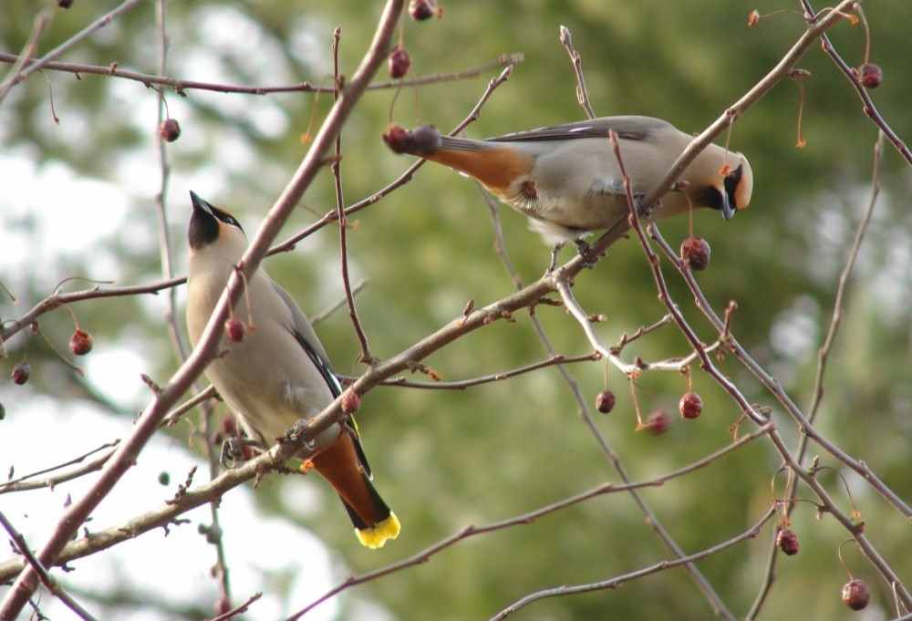 Bohemian Waxwings. Photo by Pamela Hunt.