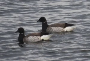 Brant. Photo credit: Pamela Hunt,,,