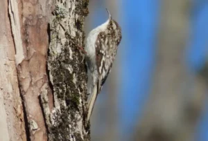 Brown Creeper. Photo Credit: Pamela Hunt