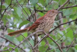 Brown Thrasher. Photo Credit: Pamela Hunt