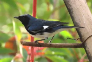 Male Black-throated Blue Warbler. Photo Credit: Pamela Hunt