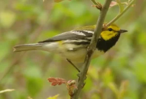 Male Black-throated Green Warbler. Photo Credit: Pamela Hunt