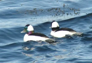 Male Buffleheads. Photo credit: Pamela Hunt,Female Bufflehead. Photo credit: Pamela Hunt,,