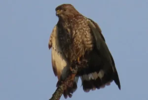 Adult Broad-winged Hawk. Photo credit: Pamela Hunt,Immature Broad-winged Hawk. Photo credit: Pamela Hunt,,